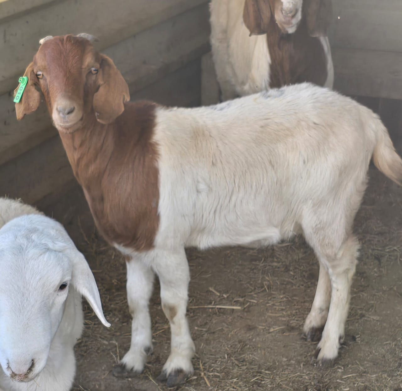 Sheep at Love of Christ Farming